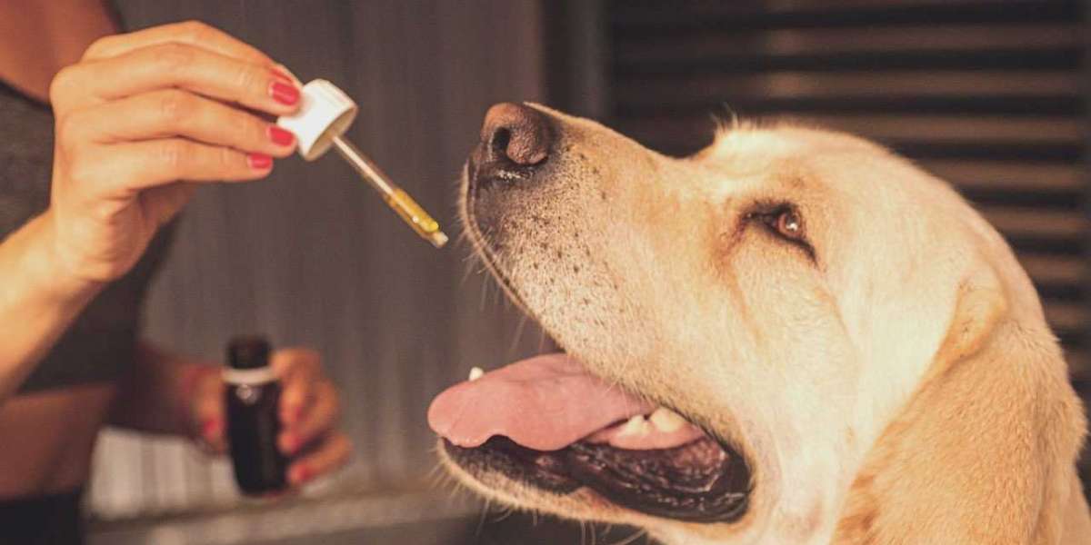 Effective Uses Of CBD Oil For Dogs With Seizures