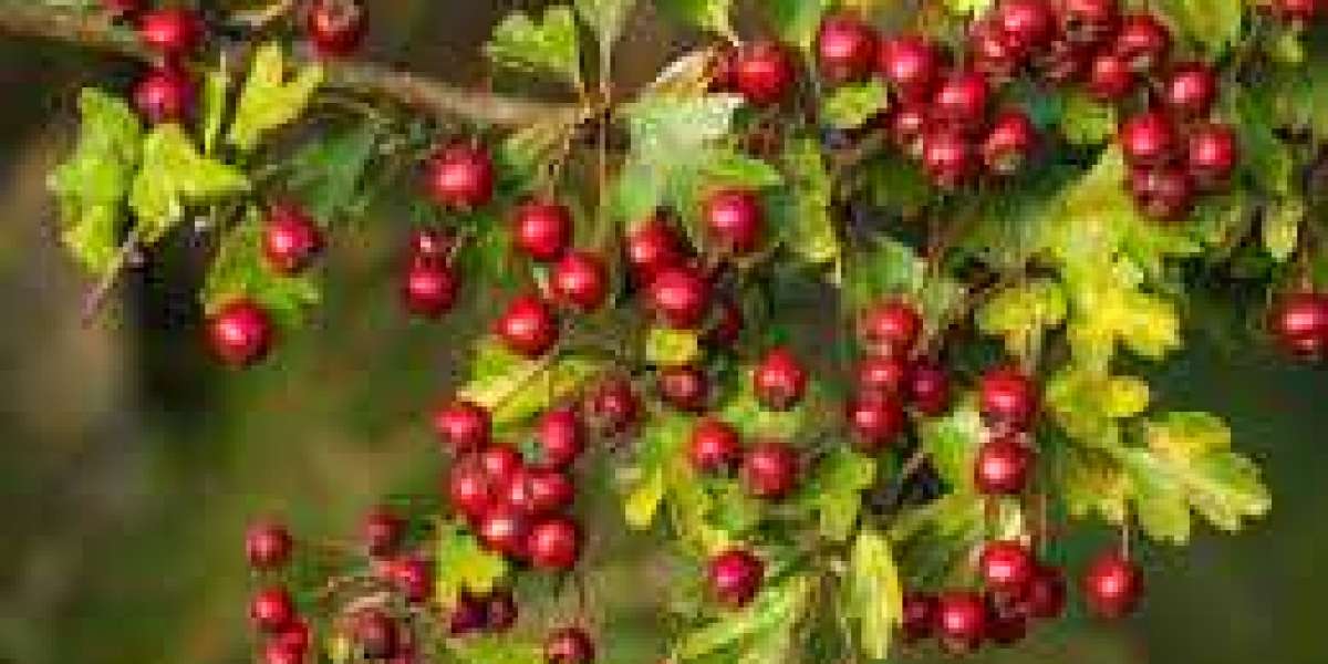 Hawthorn Leaf Extract: Nature's Remedy for Blood Pressure Regulation