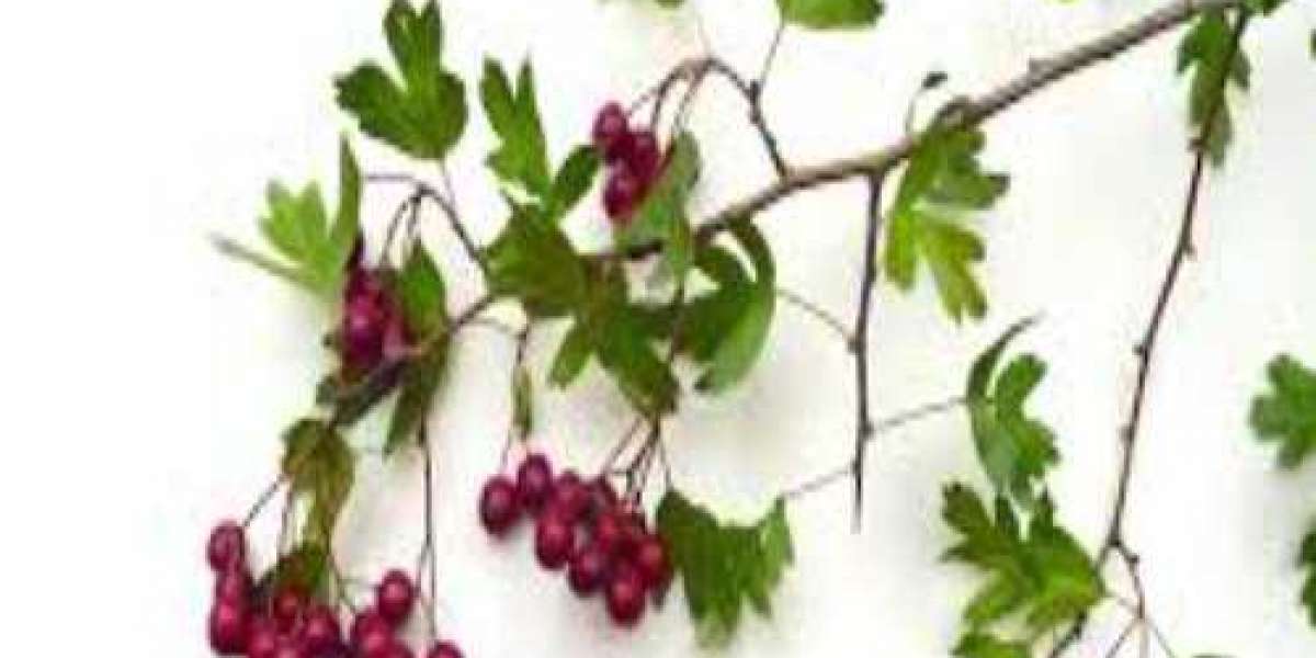 What are the health benefits of hawthorn leaf?