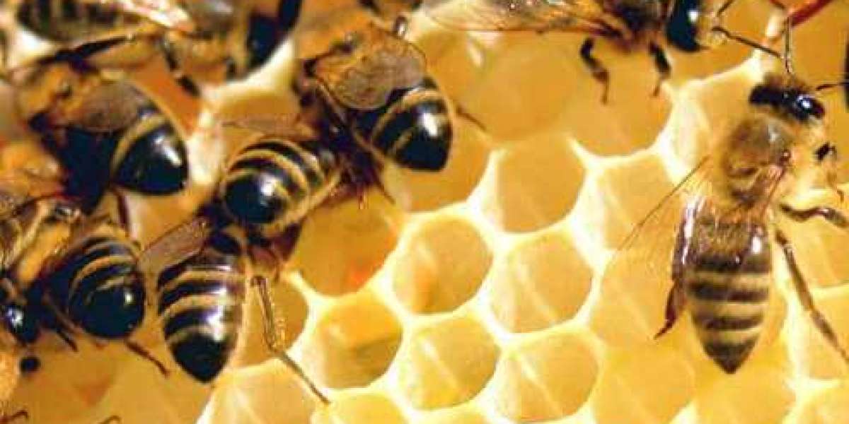 The Buzz About Hawaiian Honey: Why It's More Than Just a Sweetener
