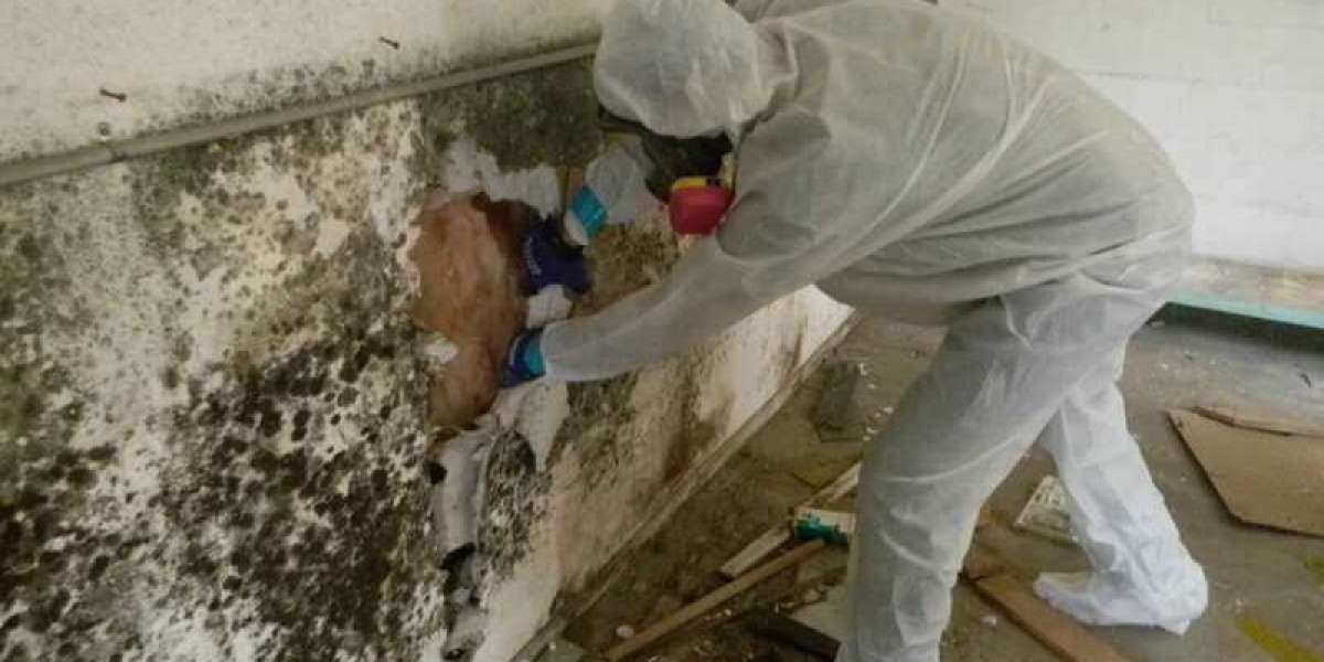 The Urgent Need for Mold Removal in Doral, FL