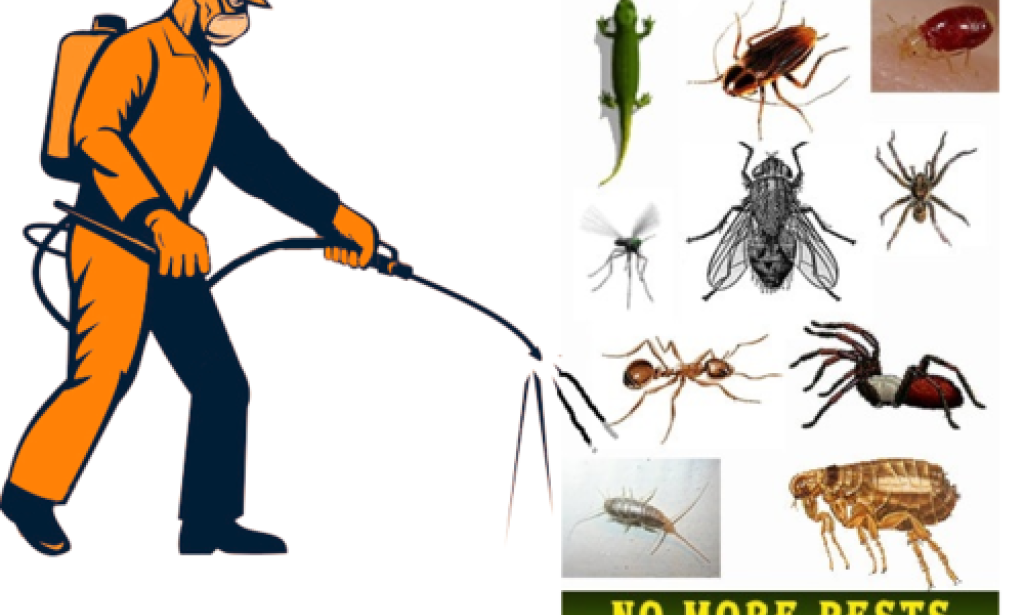 Pest Control Encino: Top 8 Step Instructions for Encino Homeowners