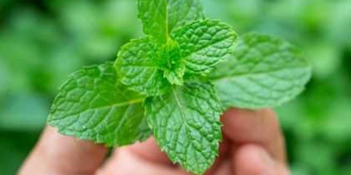 Unlocking Nature's Essence: Why You Should Buy Essential Oils from Norex Flavours