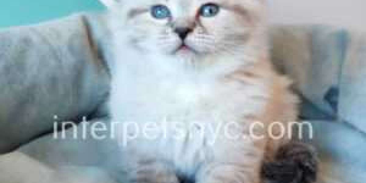 Discover Unique Kittens for Sale in NYC at Interpetsnyc.com
