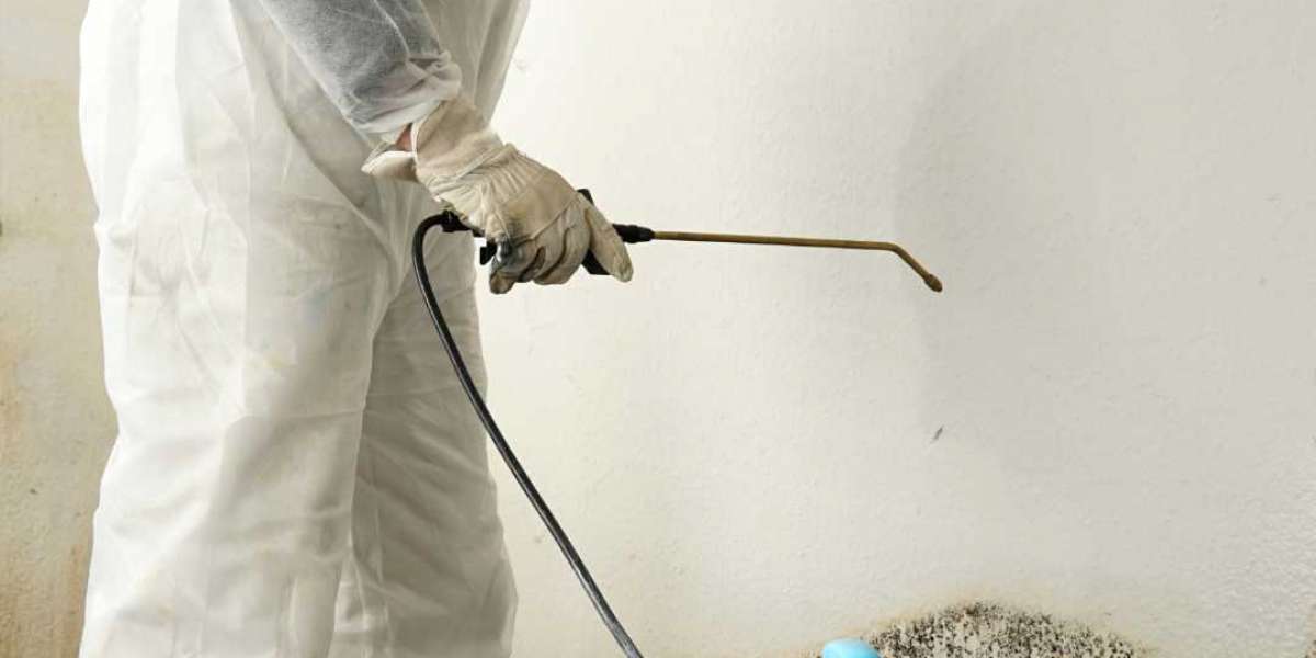 Paint Your Home Happy: Rainbow Mold Removal Services for a Brighter Tomorrow