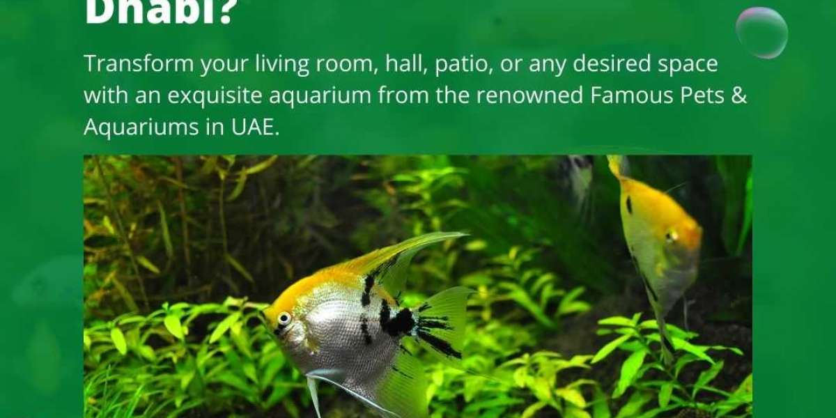 Are You Find the Best Aquarium Shop Abu Dhabi?