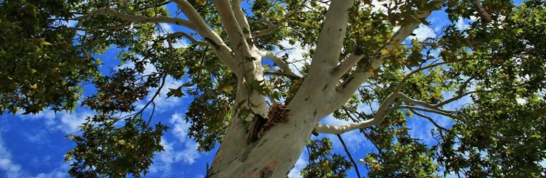 Top Point Tree Cover Image