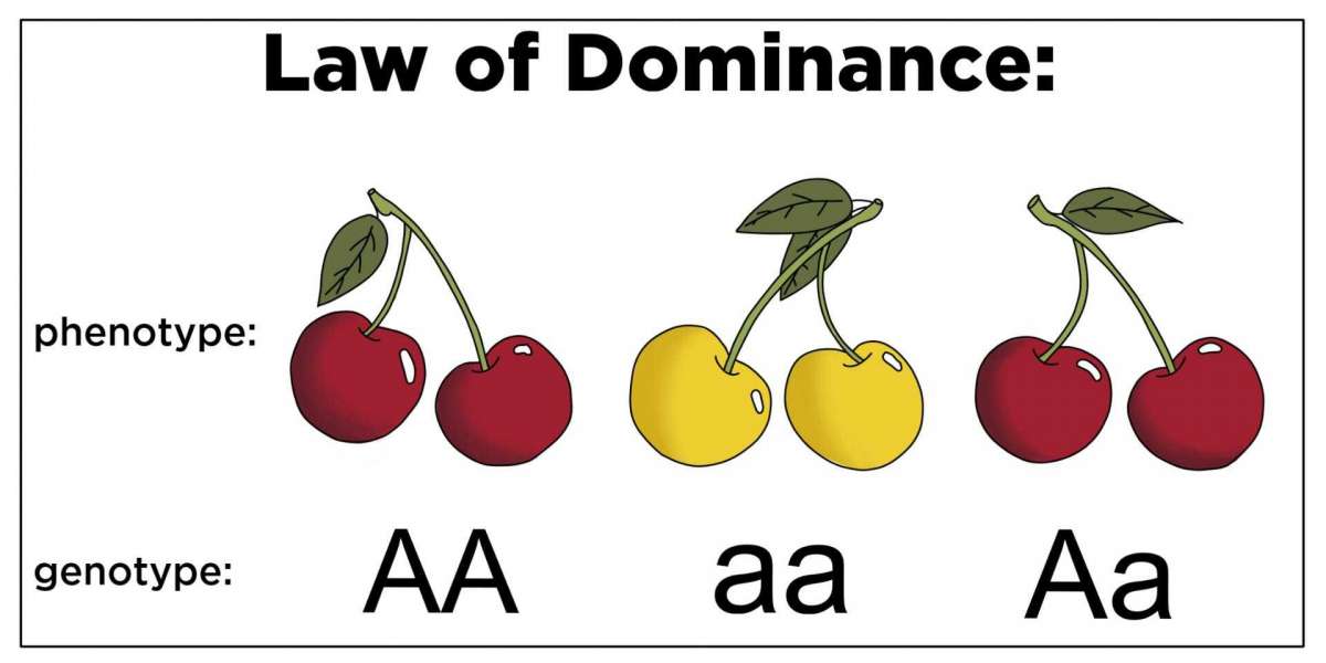 53 Rules of Dominance: Mastering Influence and Leadership