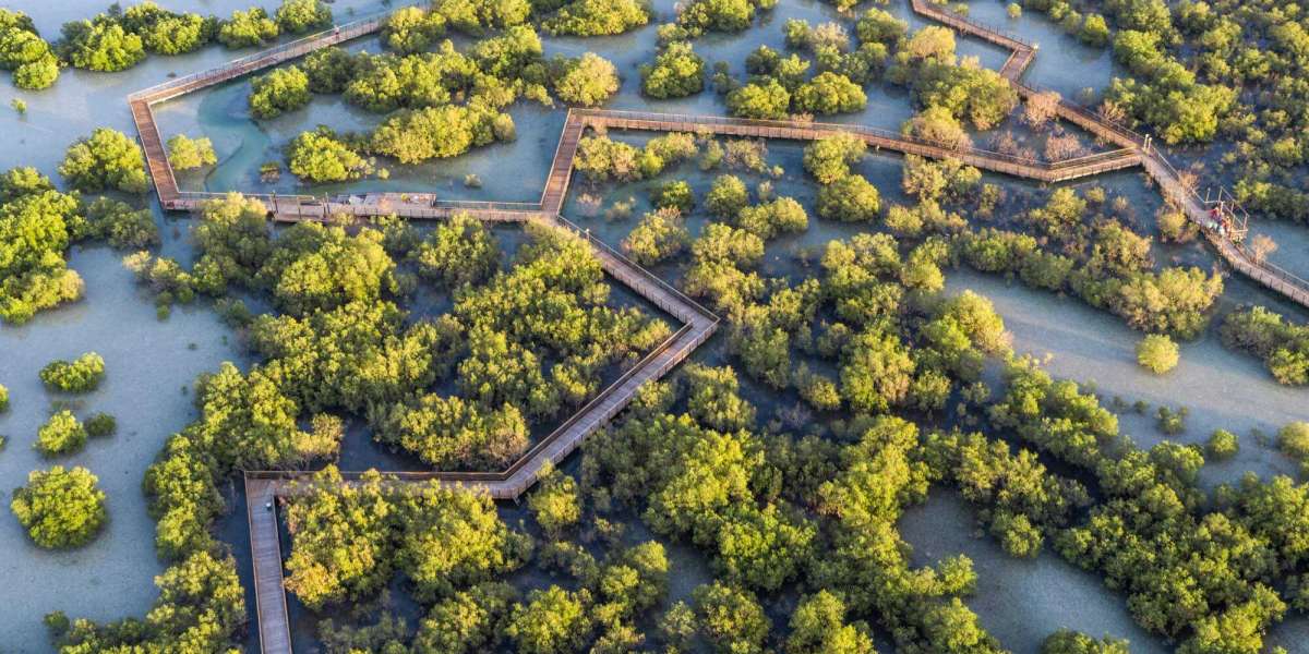 How to Explore Jubail Mangrove Park: A Complete Visitor's Guide