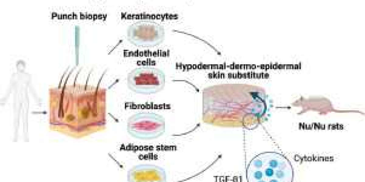 Biological Skin Substitutes Market Set for Consistent 5.2% CAGR, Projected to Hit $1.34 Billion by 2031